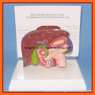 Human Liver, Spleen, Pancreas and Duodenum Model with Plastic Base